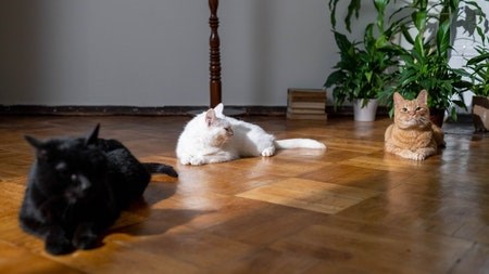 How to design a pet-friendly home