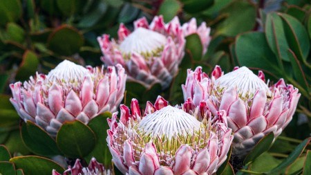 Gardening – keep your proteas in shape