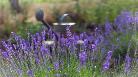 How to care for your garden in winter