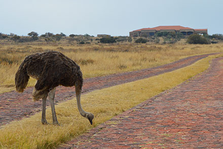 An ostrich in Potchefstroom