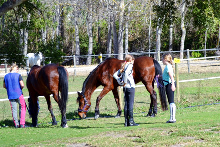 Horse riding in Hout Bay