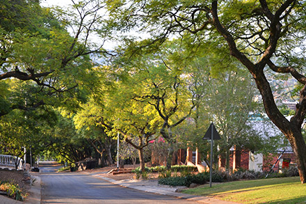 Tree lined street in Pretoria Central and Old East