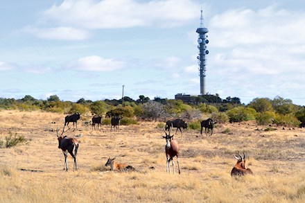 Wildlife within the Naval hill Reserve in Bloemfontein