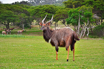 Wildlife in a reserve in East London