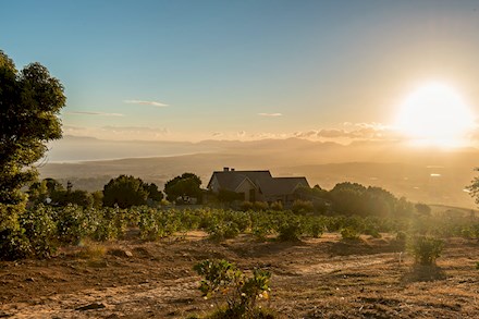 The Protea Farm in Helderberg in Somerset West