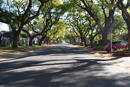 Tree lined street in Moot