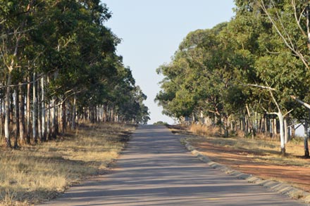 A tree lined street in Witbank