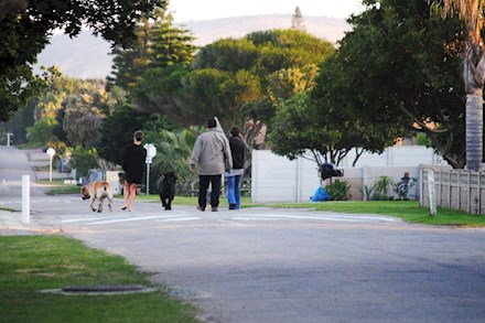 Dog walking on the street in Mossel Bay to Glentana