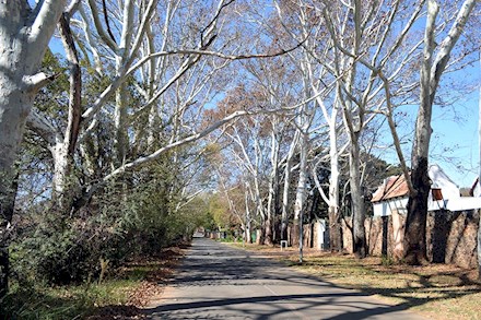 Tree lined street in Centurion East