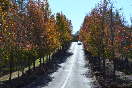 Tree lined street in Pretoria East (South)