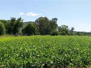 6.4 ha Farm in Kroondal