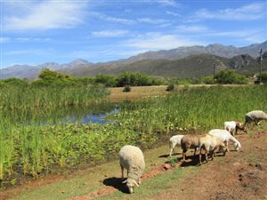 38 ha Farm in Calitzdorp