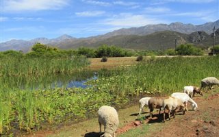 38 ha Farm in Calitzdorp