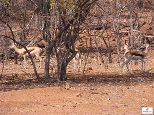 201.1 ha Farm in Loskop Dam