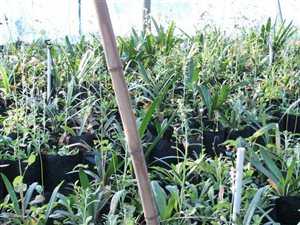 4 ha Farm in Mooiplaats AH