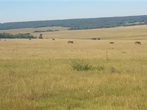 378 ha Land available in Utrecht