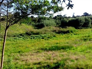 1 ha Land available in Pacaltsdorp