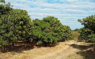 181.3 ha Farm in Tzaneen