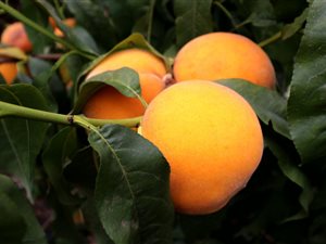 381 ha Farm in Montagu