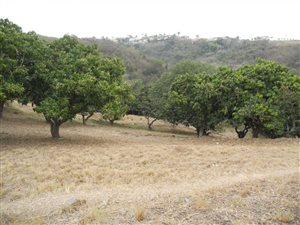 7.3 ha Land available in Verulam
