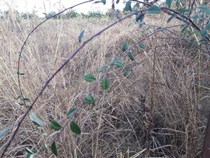 1 ha Land available in Mooikloof Equestrian Estate