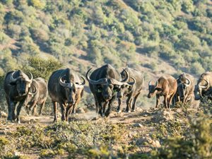 5481 ha Farm in Grahamstown