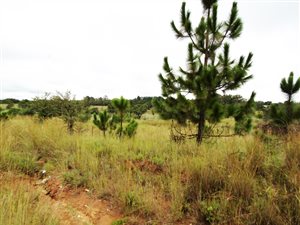 5 ha Farm in Rayton