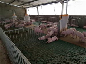 251 ha Farm in Lindley