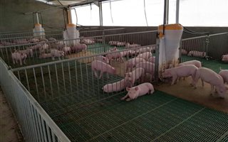 251 ha Farm in Lindley