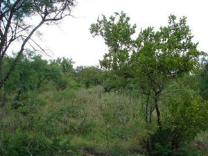 1884 m² Land available in Ohrigstad