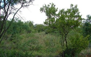 1884 m² Land available in Ohrigstad