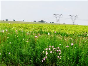 1983 m² Land available in Oranjeville
