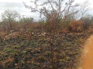 4800 m² Land available in The Orchards
