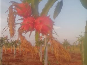 21.5 ha Farm in Bela-Bela (Warmbaths)