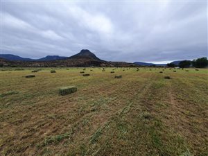 21 ha Farm in Adendorp