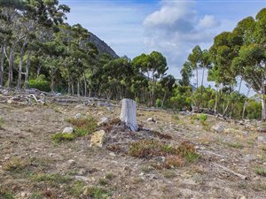2167 m² Land available in Berghof