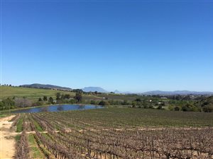 49.3 ha Farm in Stellenbosch Agricultural