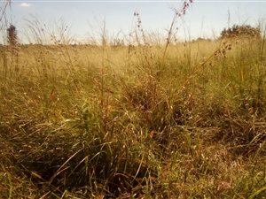 1 ha Farm in Blue Hills