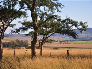 6987 m² Land available in Bergville