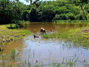8.9 ha Smallholding in Port Shepstone