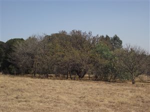 1.1 ha Farm in Doringkloof