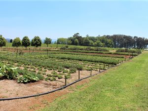 22 ha Farm in Currys Post