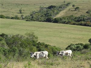 165 ha Farm in Bathurst and Surrounds