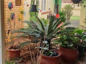 3 Bed House in Minnebron