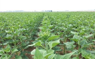 1040 ha Farm in Kroonstad