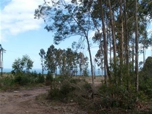 18 ha Land available in Keurboomstrand
