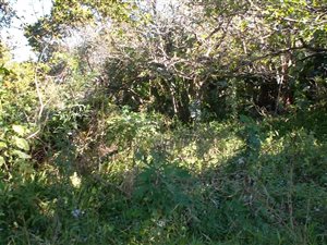 3181 m² Land available in Southbroom