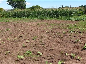 1025 m² Land available in Sarnia