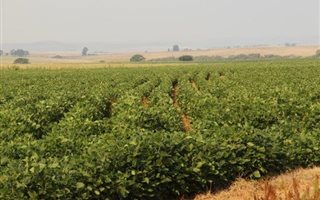 515 ha Farm in Carolina