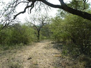 3600 m² Land available in Blyde Wildlife Estate
